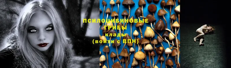 Галлюциногенные грибы Magic Shrooms  площадка какой сайт  Волгоград 